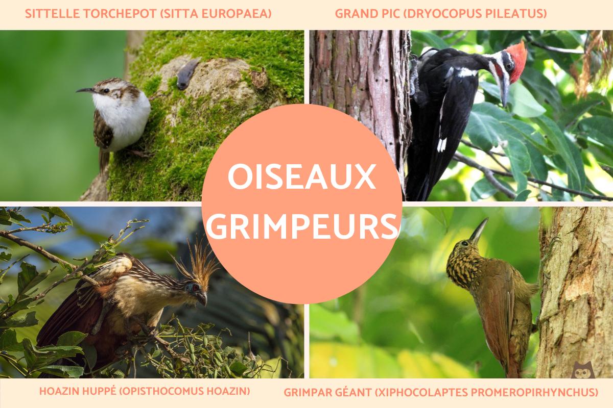 Oiseau grimpeur : liste et caractéristiques