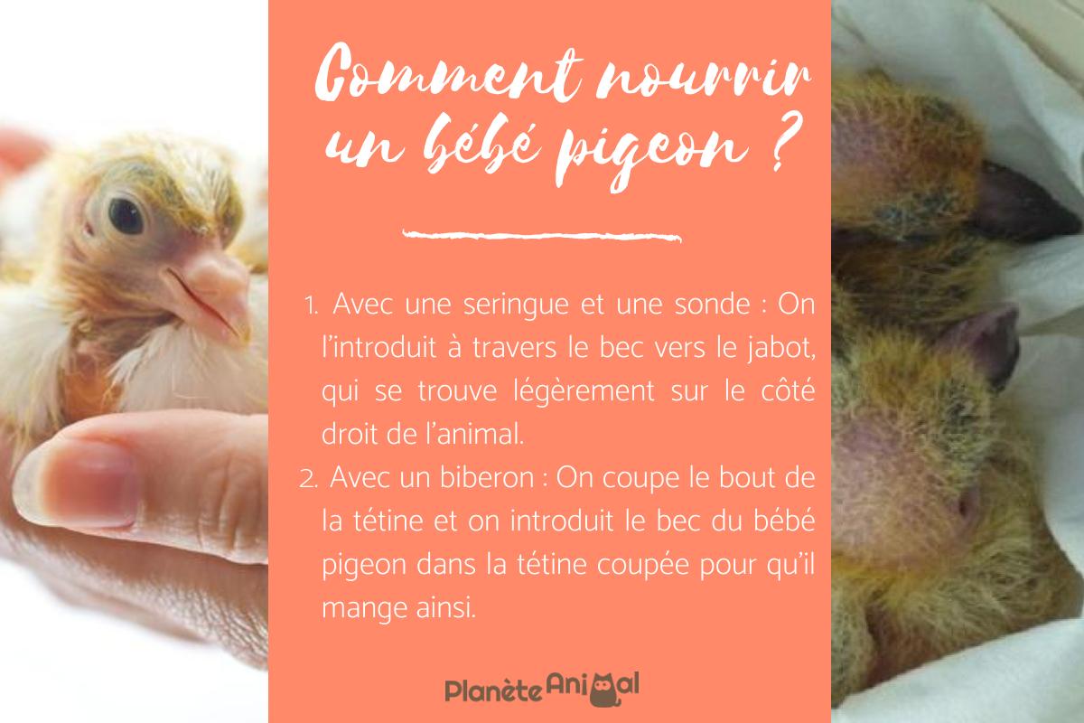 Comment NOURRIR un BÉBÉ pigeon — free download