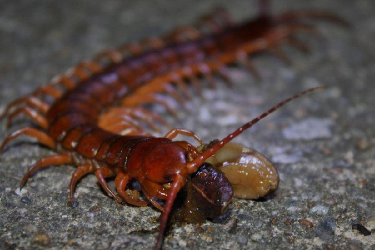 25 TYPES de MILLEPATTES Avec PHOTOS