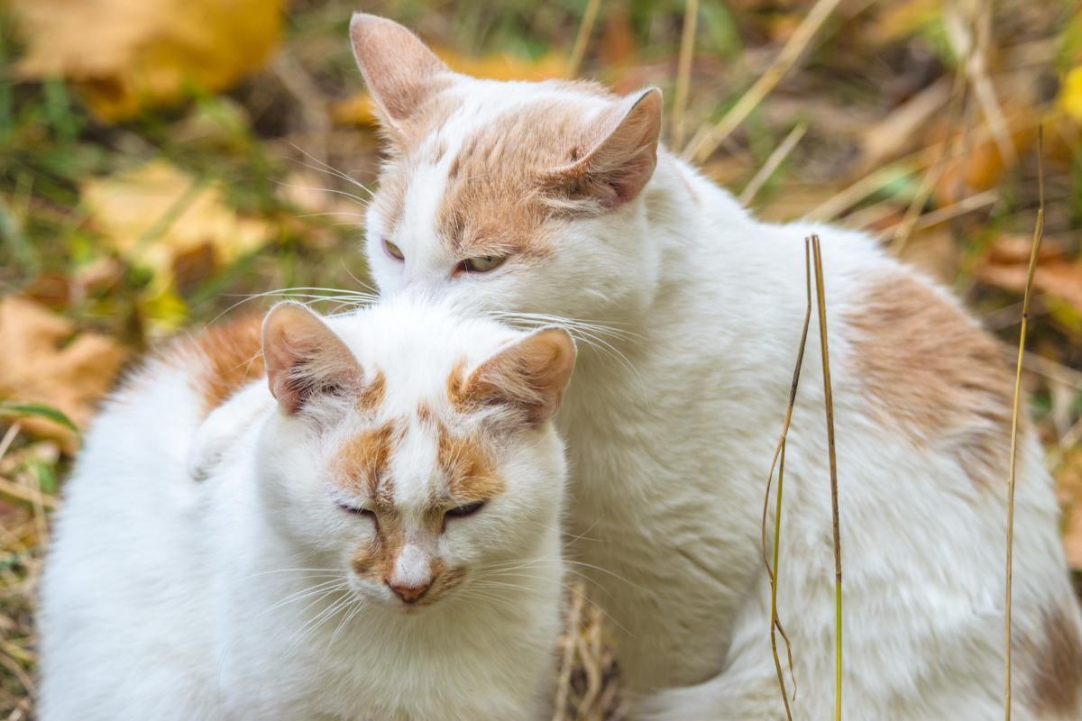 Pourquoi les chats se mordent le cou entre eux ?