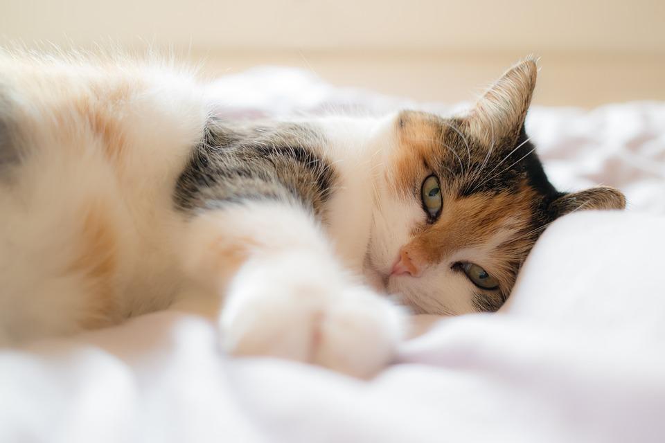 Pourquoi mon chat ronronne tout le temps ? Connaître son chat