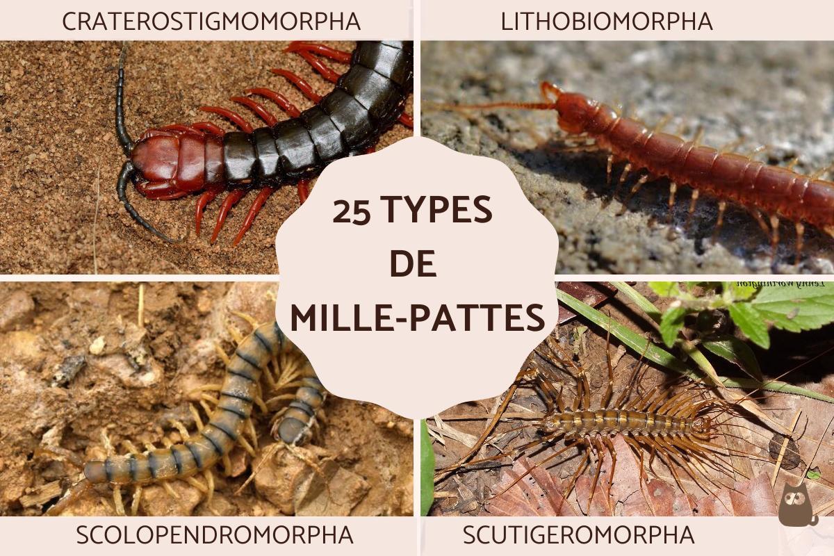 25 TYPES de MILLE PATTES Avec PHOTOS