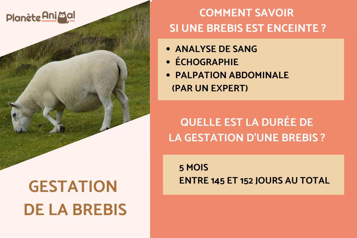 Gestation de la brebis
