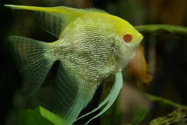 Types de scalaires - Scalaire albinos