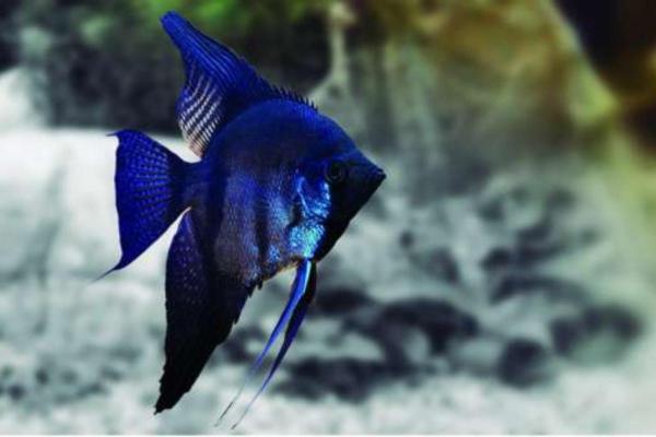 Types de scalaires - Scalaire bleu