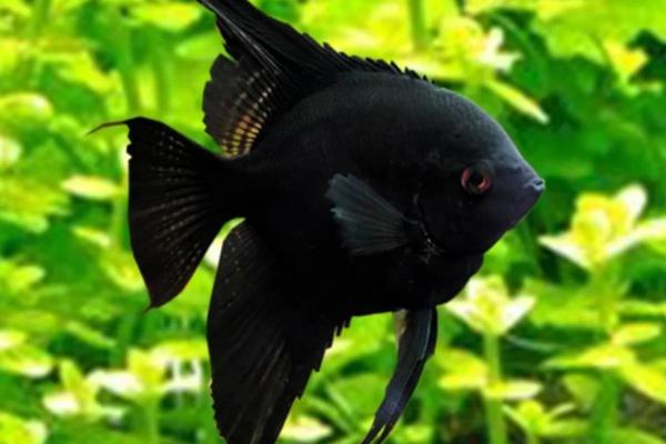 Types de scalaires - Scalaire noir