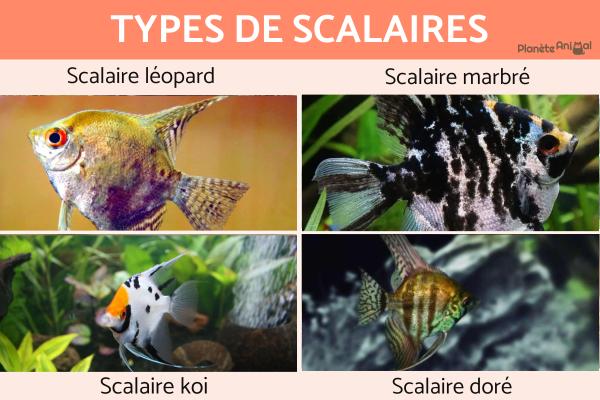 Types de scalaires