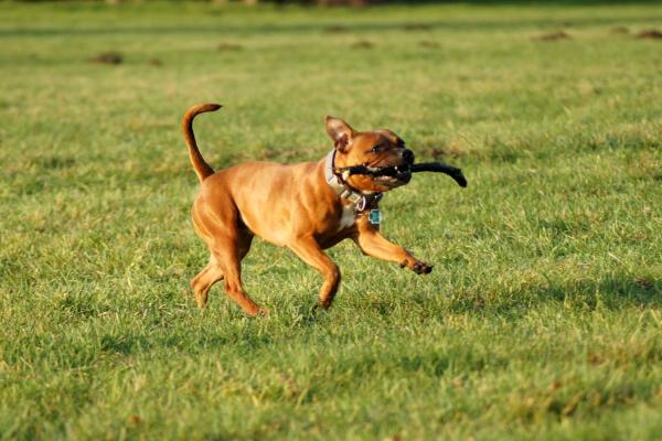Temps de cicatrisation après la stérilisation d'une chienne
