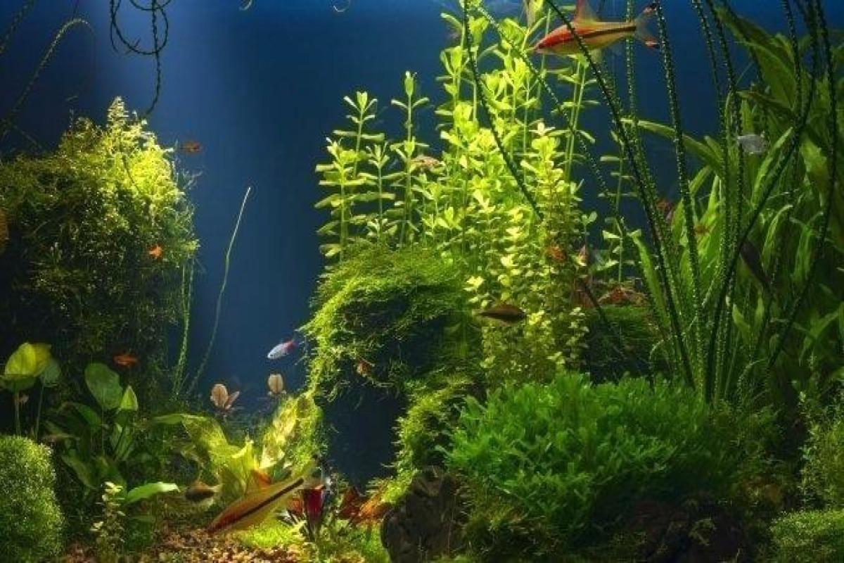 10 plantes pour aquarium d'eau douce