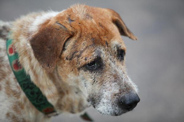 Vieux chien qui marche tout le temps - Désorientation et troubles cognitifs
