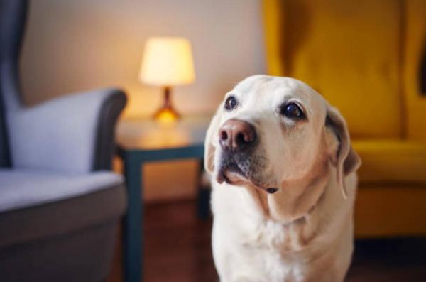 Vieux chien qui marche tout le temps - Manque d'exercice physique