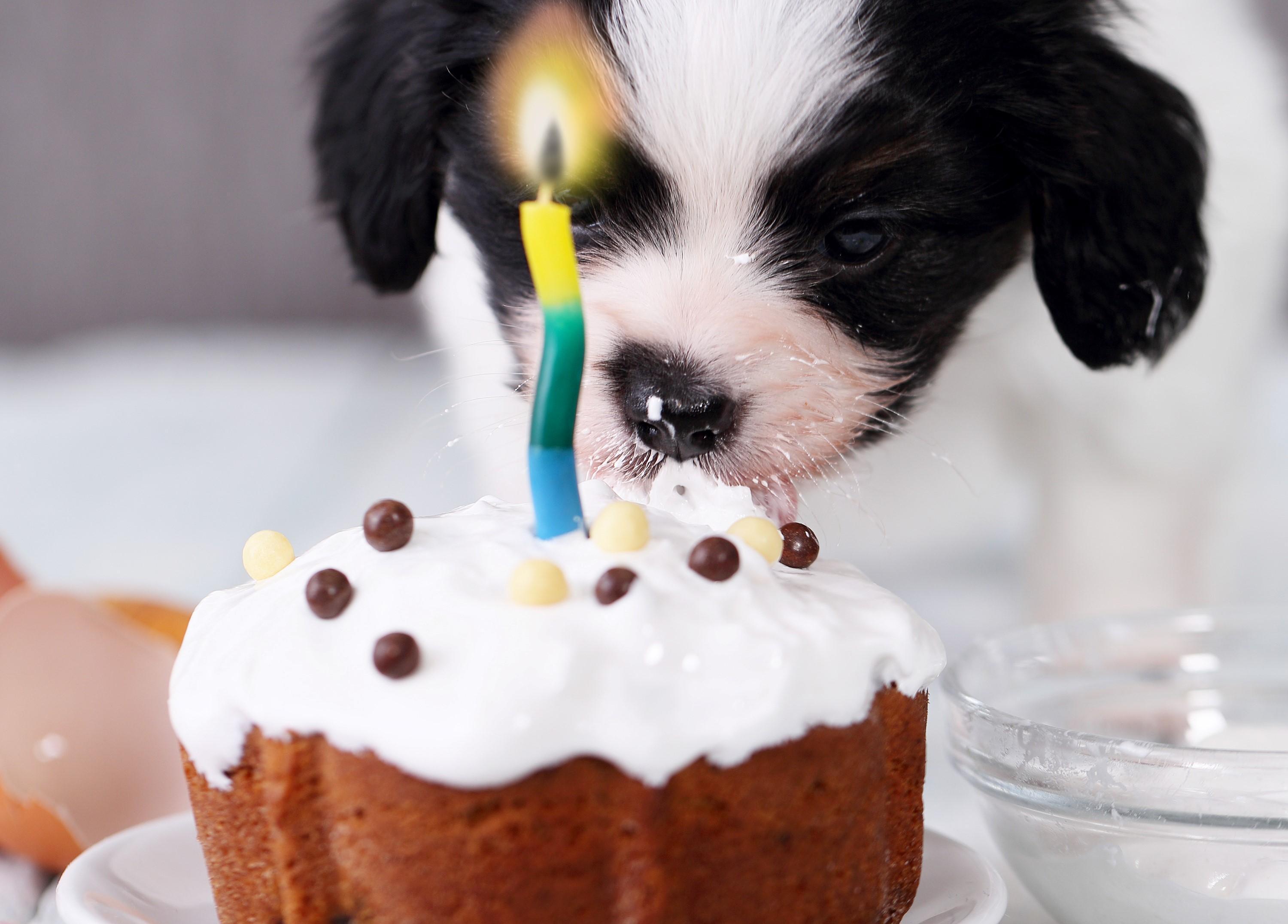 Meilleures recettes de gâteaux pour chiens - TOP 4 🍰