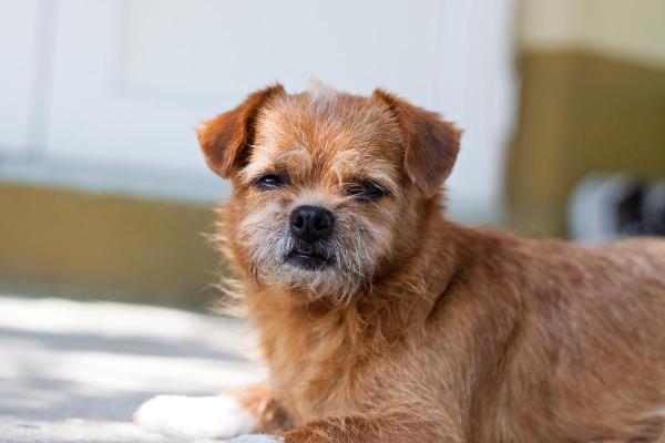 Vieux chien qui marche tout le temps - Syndrome des jambes sans repos (SJSR)
