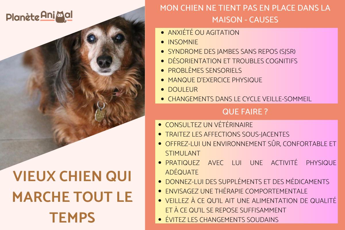 Vieux chien qui marche tout le temps