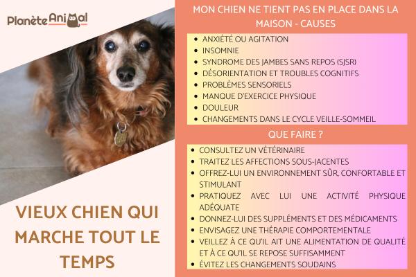 Vieux chien qui marche tout le temps