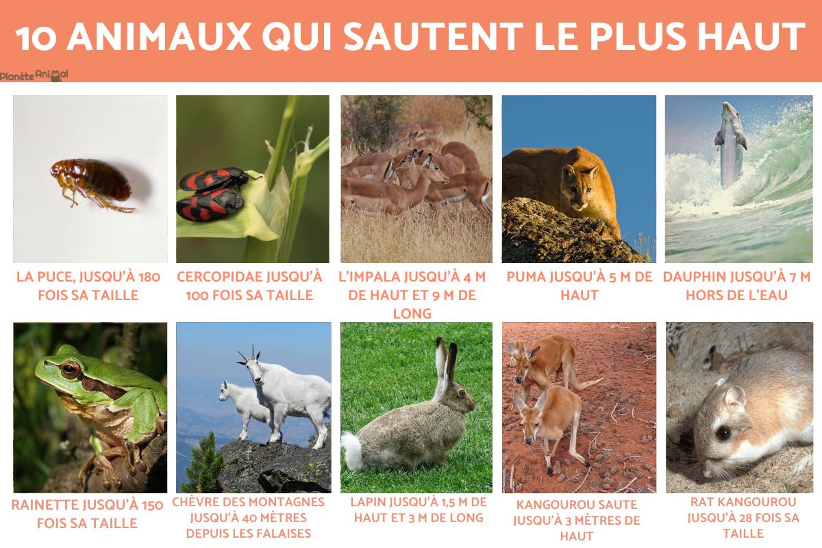 Les 10 animaux qui sautent le plus haut