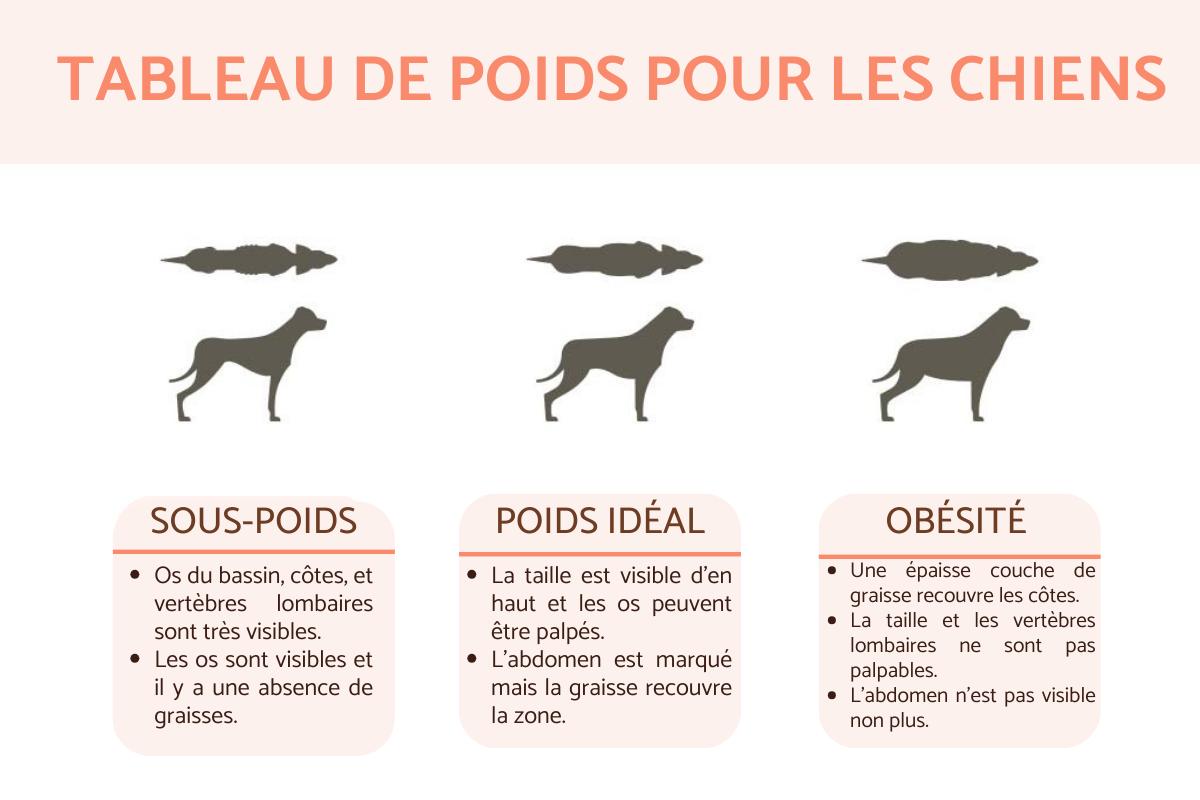 Surpoids et obésité chez le chien - Symptômes et traitement