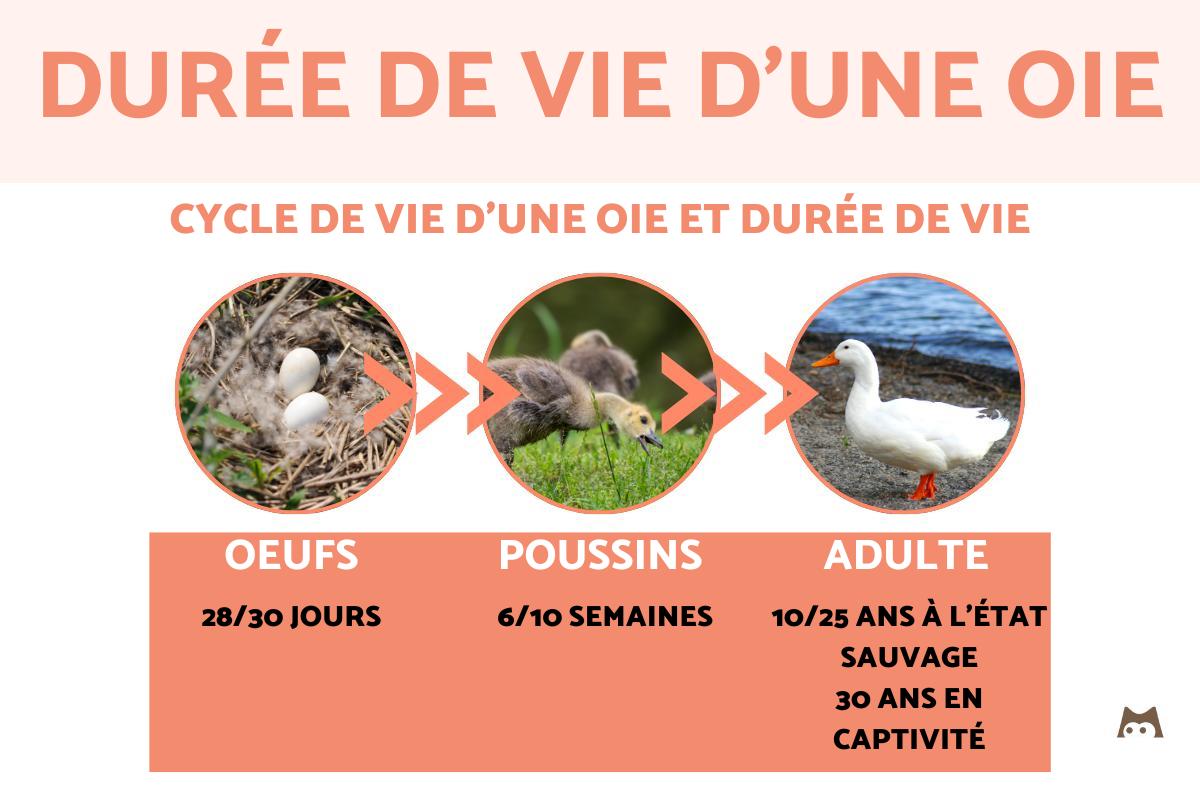 Durée de vie d'une oie CYCLE de VIE COMPLET — free download