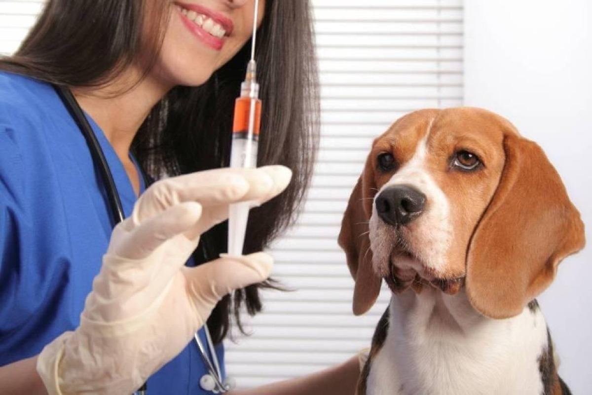 Réactions après un vaccin chez le chien