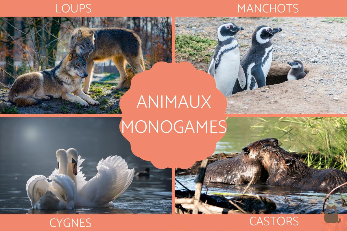 Animaux MONOGAMES - Liste et caractéristiques