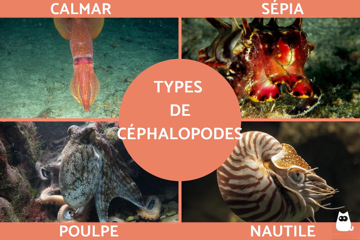 Céphalopodes - Exemples et caractéristiques