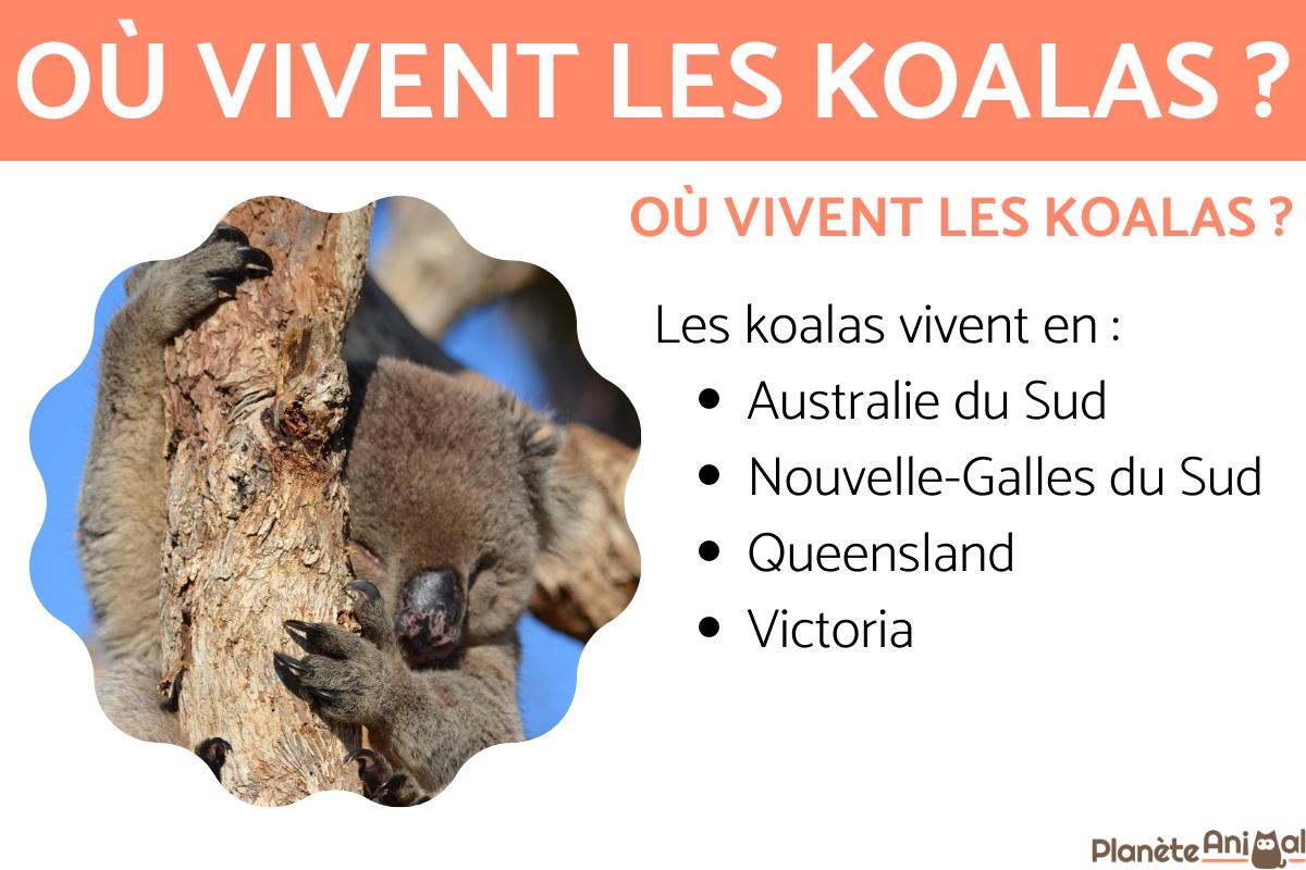 Où vivent les koalas