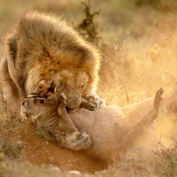 Lion mangeant des humains en Afrique