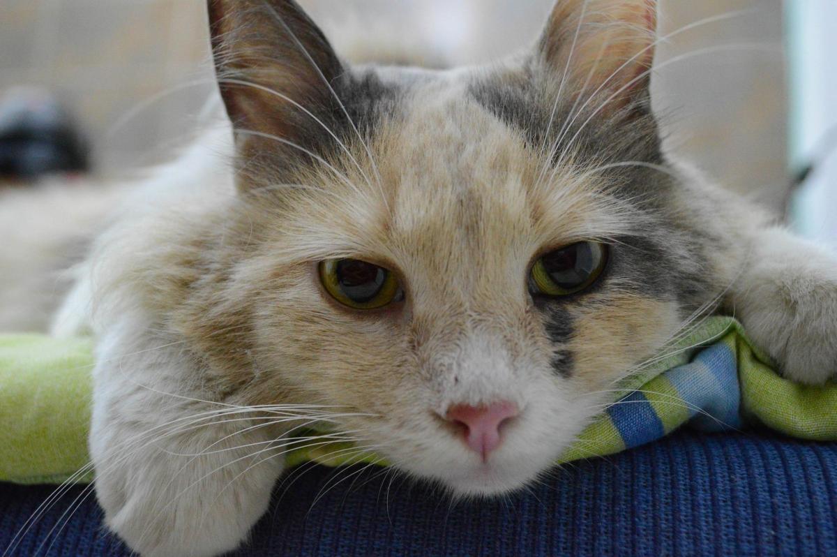 Leucopénie du chat - Symptômes et traitement