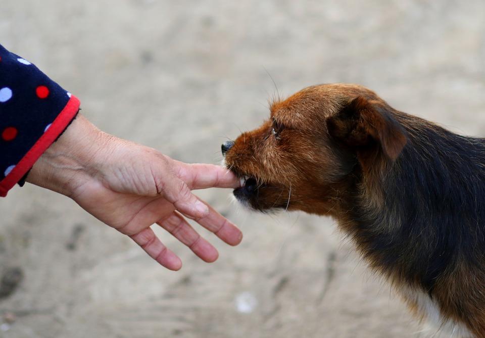 Pourquoi mon chien ne se laisse pas caresser ? Causes et solutions
