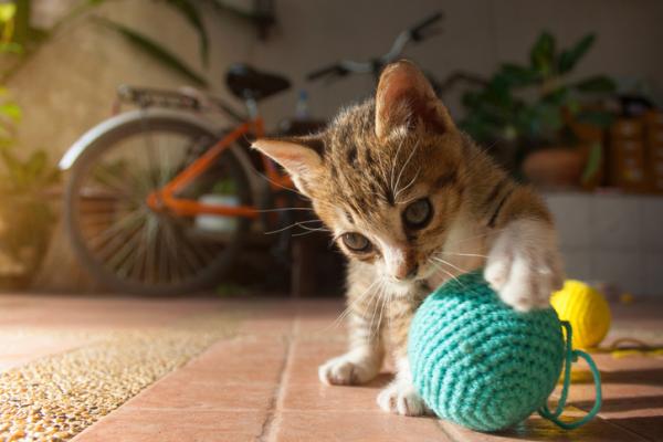 Comment montrer à son chat qu'on l'aime - Enrichir son environnement : lui offrir des jouets et des accessoires