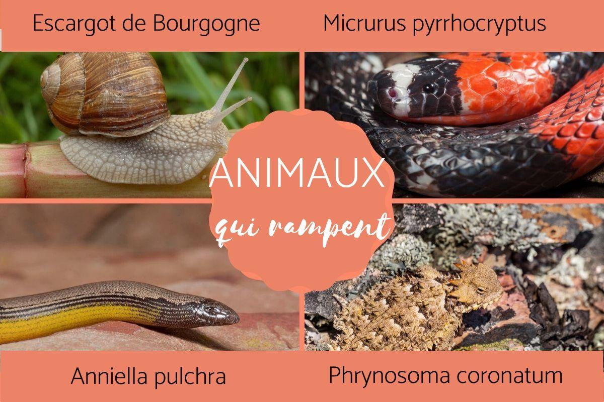 Quels sont les animaux qui rampent ?