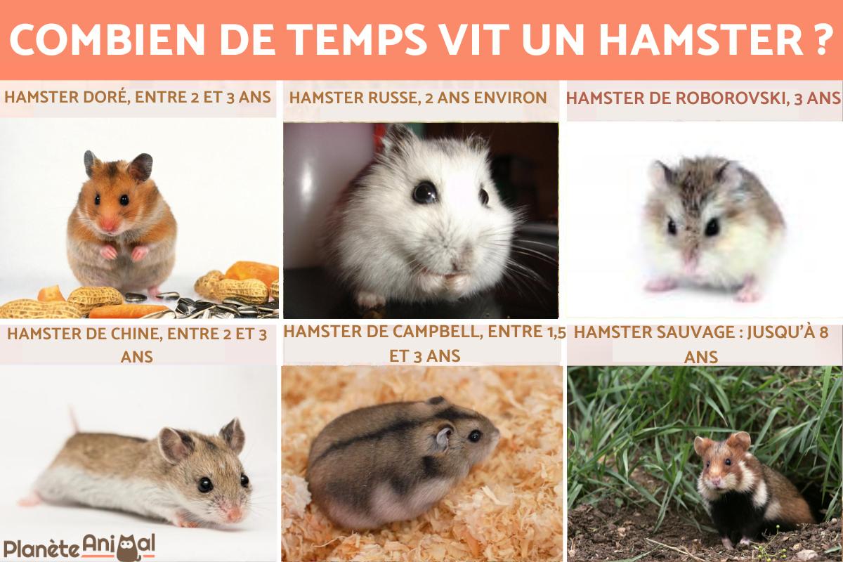 Combien de temps vit un hamster ?