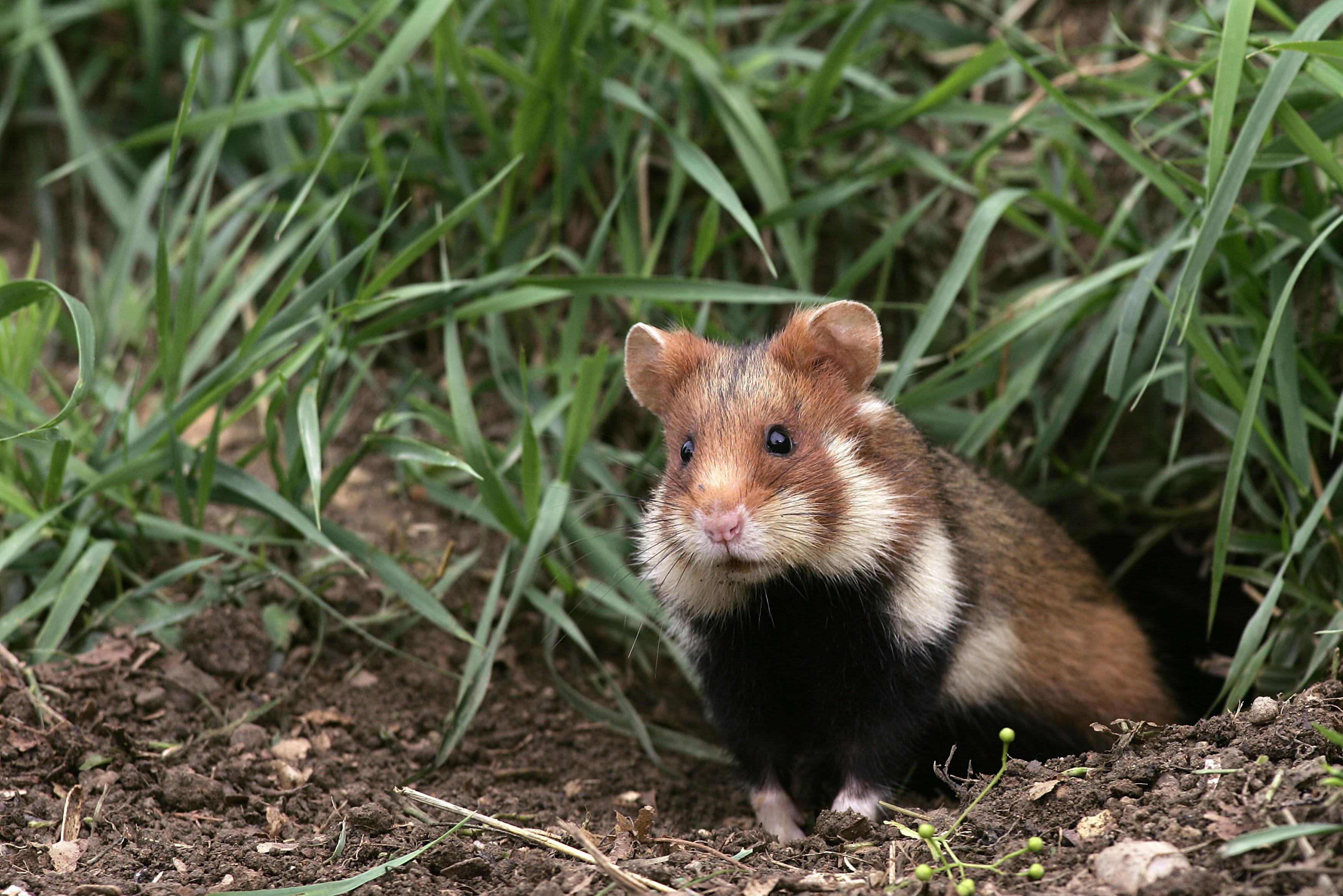 COMBIEN DE TEMPS VIT UN HAMSTER ? DURÉE DE VIE du HAMSTER