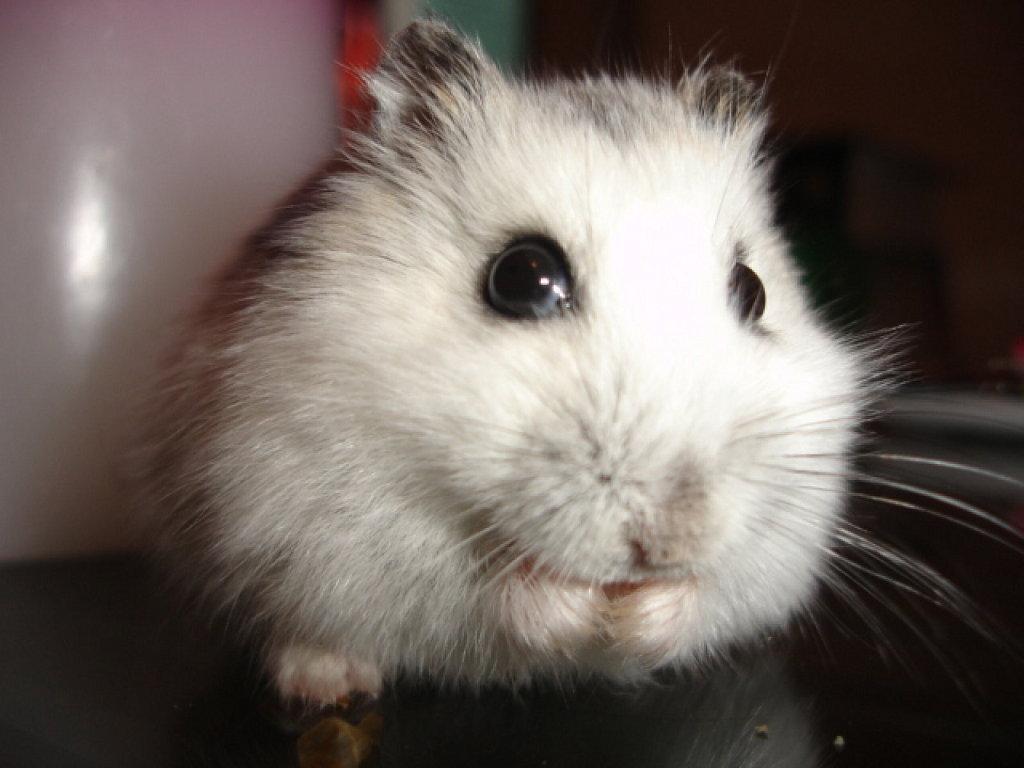 COMBIEN DE TEMPS VIT UN HAMSTER ? DURÉE DE VIE du HAMSTER — free download