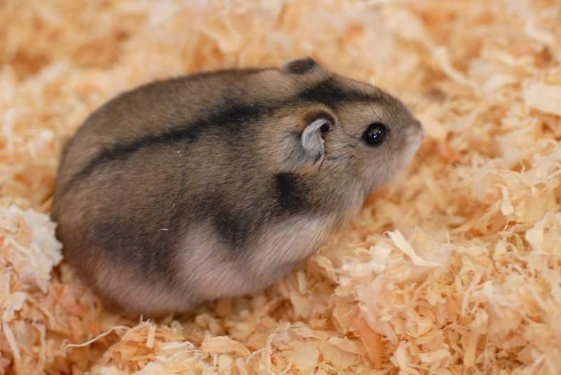 COMBIEN DE TEMPS VIT UN HAMSTER ? DURÉE DE VIE du HAMSTER