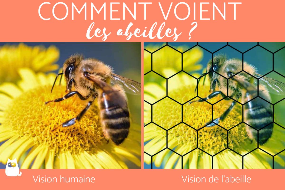 Vision de l'abeille - Tout sur les yeux des abeilles