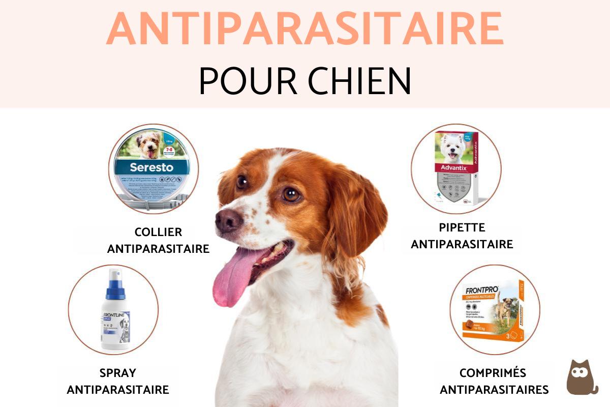 Antiparasitaire pour chien : types et fréquence