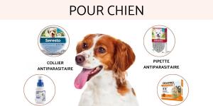 Antiparasitaire pour chien : types et fréquence