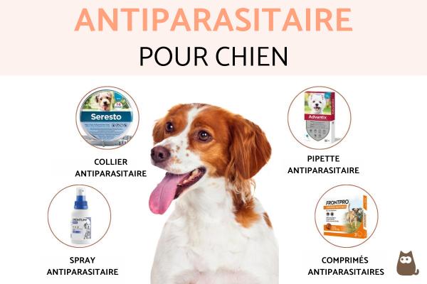 Antiparasitaire pour chien : types et fréquence