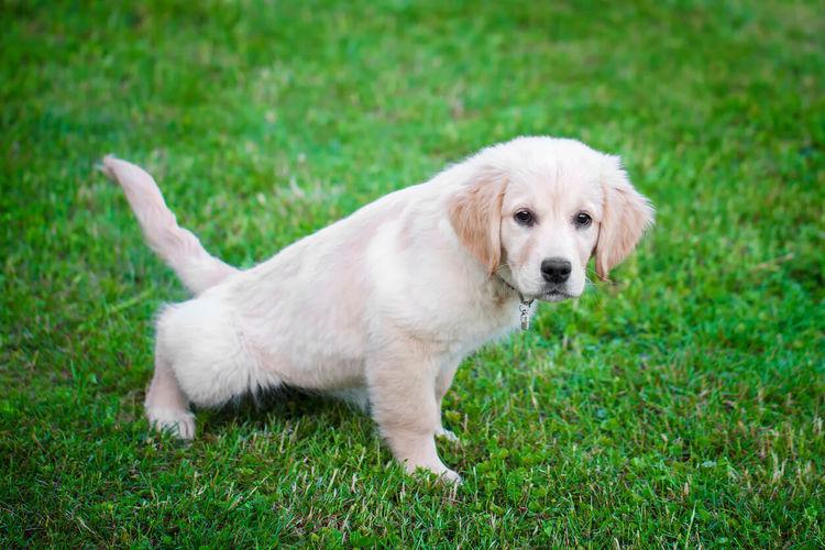 Comment éduquer un chiot ? - Exercices et conseils pour chaque étape