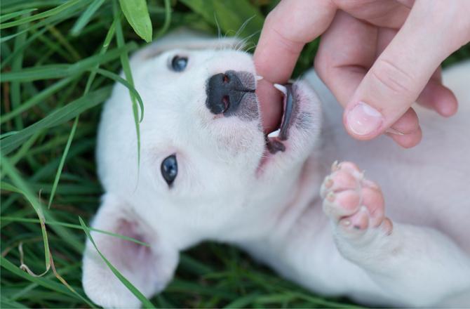 Comment éduquer un chiot ? - Exercices et conseils pour chaque étape