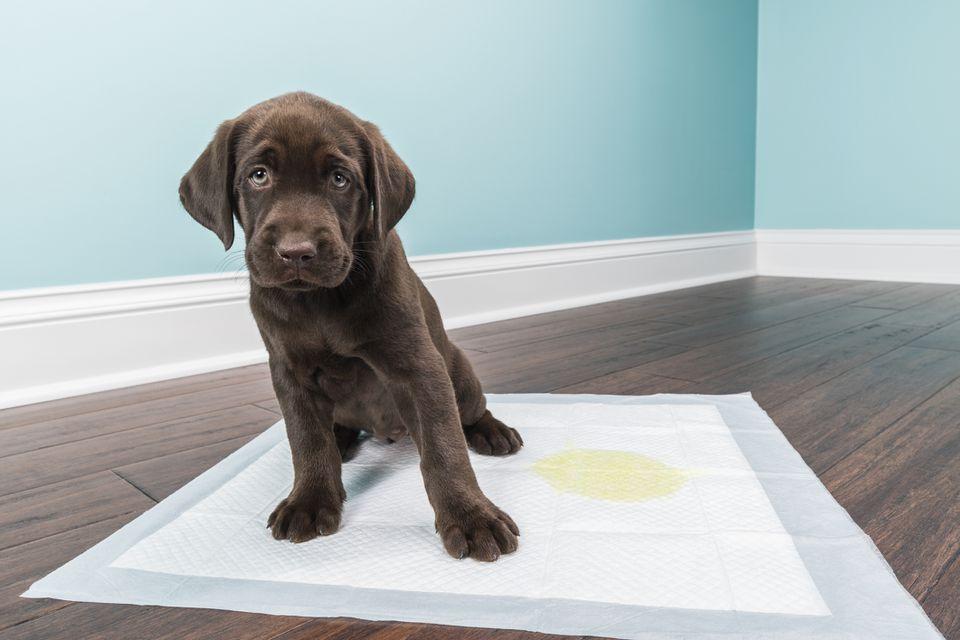 Comment éduquer un chiot ? - Exercices et conseils pour chaque étape