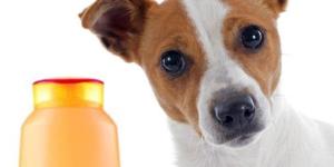 5 shampoings pour chien anti-démangeaison