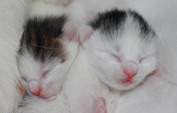 Combien de temps dort un chat - Le sommeil du chat : sont-ils nés pour dormir ?
