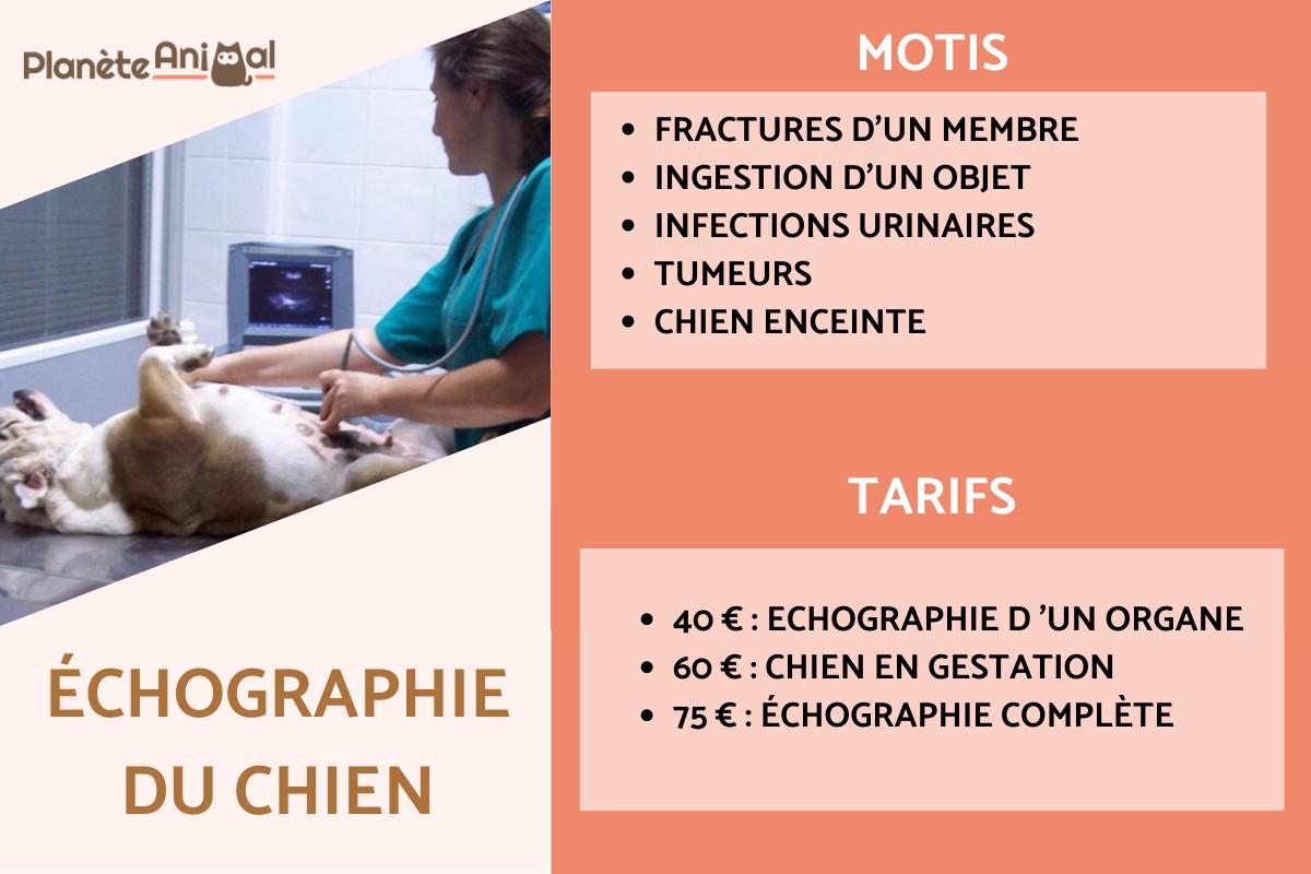 Échographie pour chien : définition, motifs et tarifs