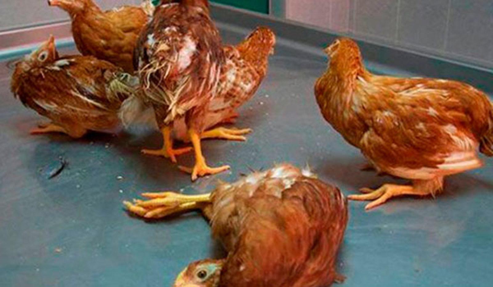 maladie des poules et traitement