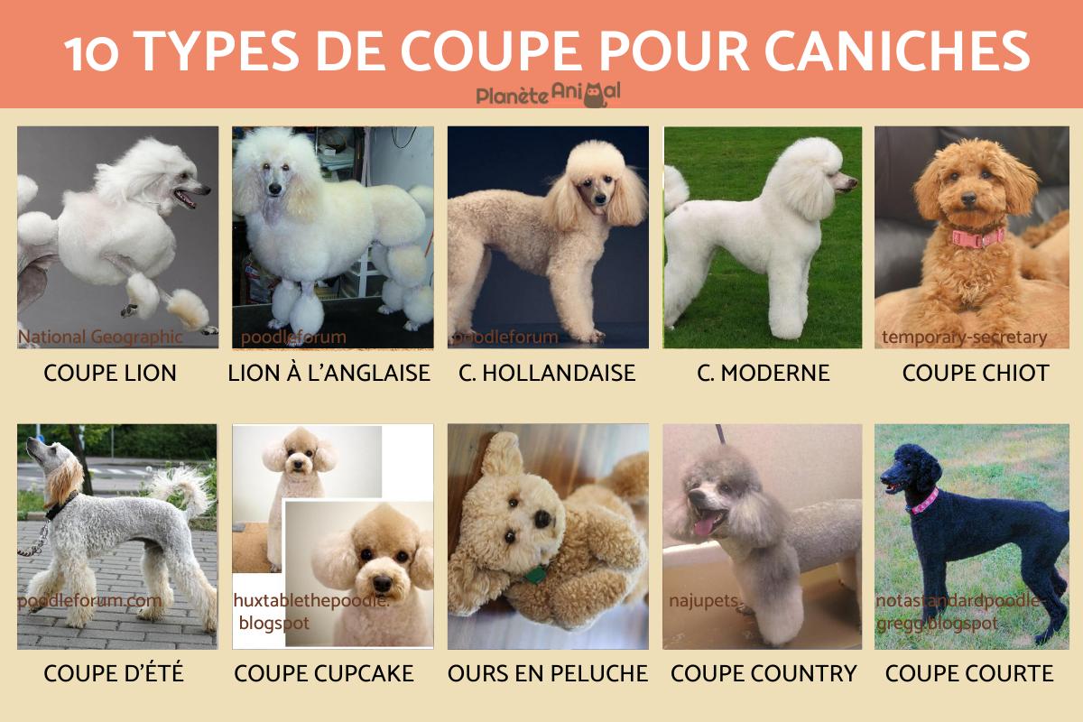 10 types de coupe pour caniches