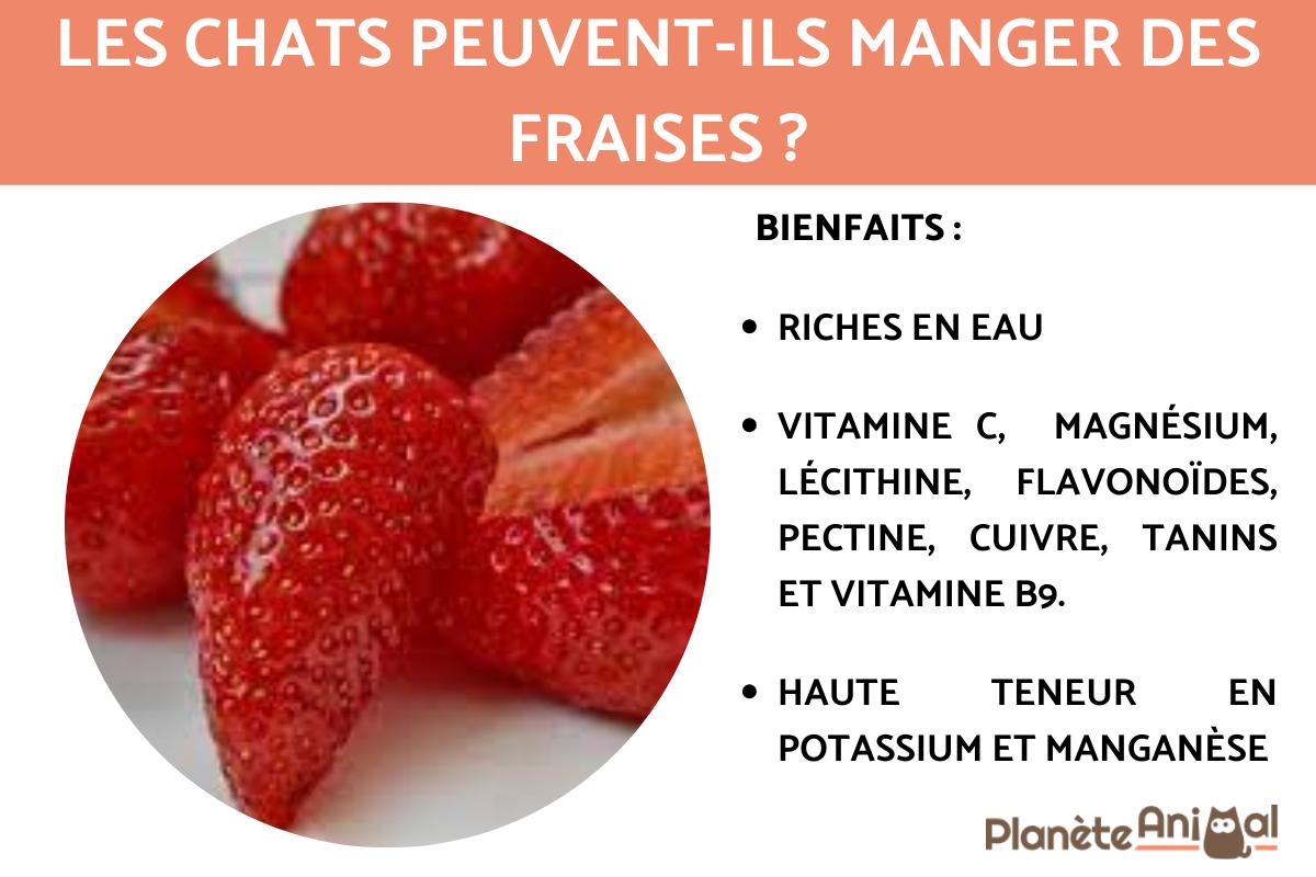 Les chats peuvent-ils manger des fraises ?