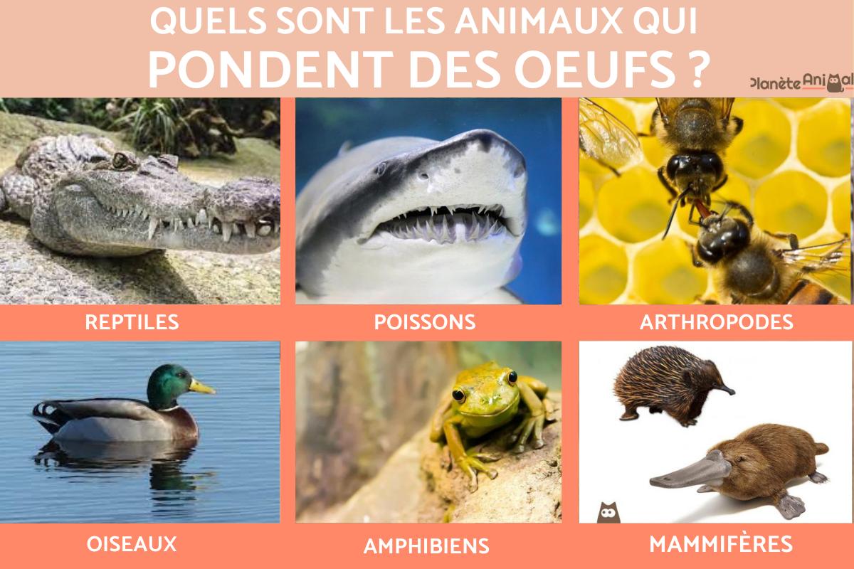 Quels sont les animaux qui pondent des œufs ?