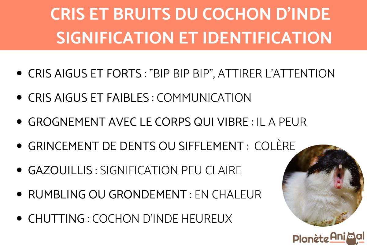 Cris et bruits du cochon d'Inde - Signification et identification